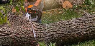 How Our Tree Care Process Works  in  Indian Trail, NC