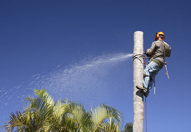 Trusted Indian Trail, NC Tree Care Experts